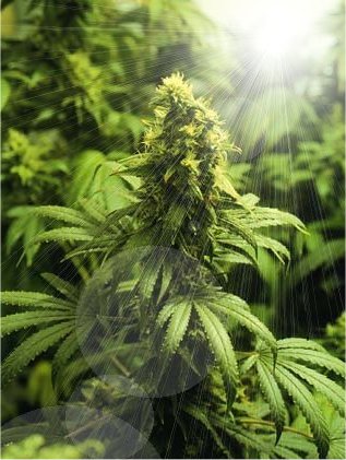 Welcome To Seed Heaven